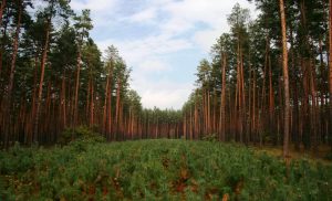 Лісовідновлення: як повернути ліси Україні